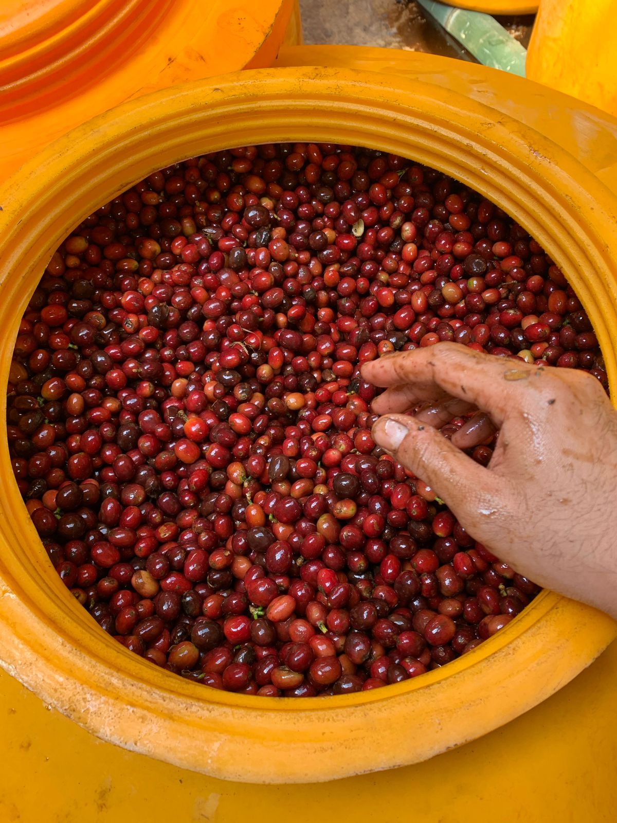 Indonesia - Filter Roast 250g