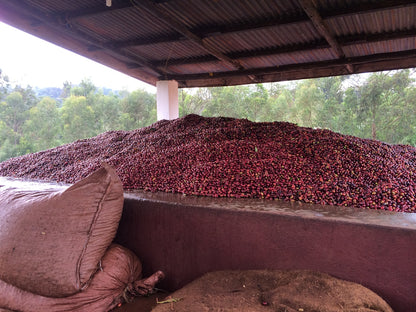 Yirgacheffe, Ethiopia - Espresso Roast 250g